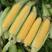 甜玉米种子95%金中玉水果型甜玉米种子450克/袋
