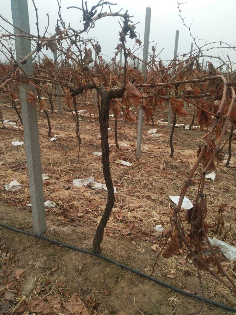 夏黑葡萄苗占地葡萄树占地建园工程用均可