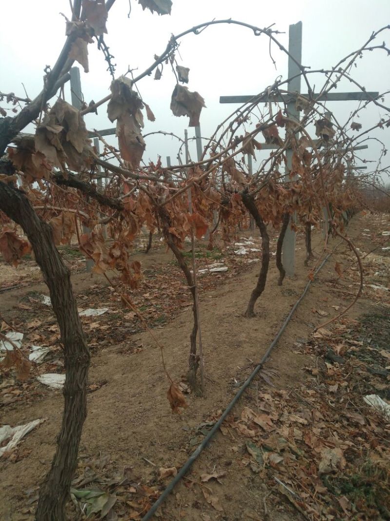 夏黑葡萄苗占地葡萄树占地建园工程用均可