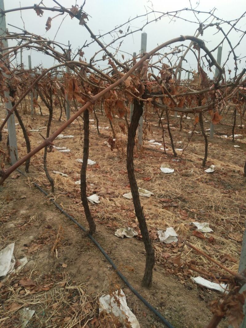 夏黑葡萄苗占地葡萄树占地建园工程用均可