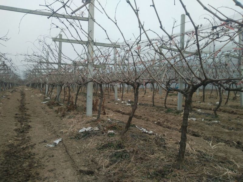 夏黑葡萄苗占地葡萄树占地建园工程用均可
