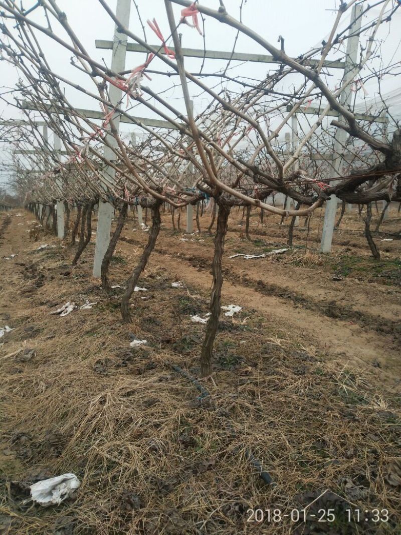 夏黑葡萄苗占地葡萄树占地建园工程用均可