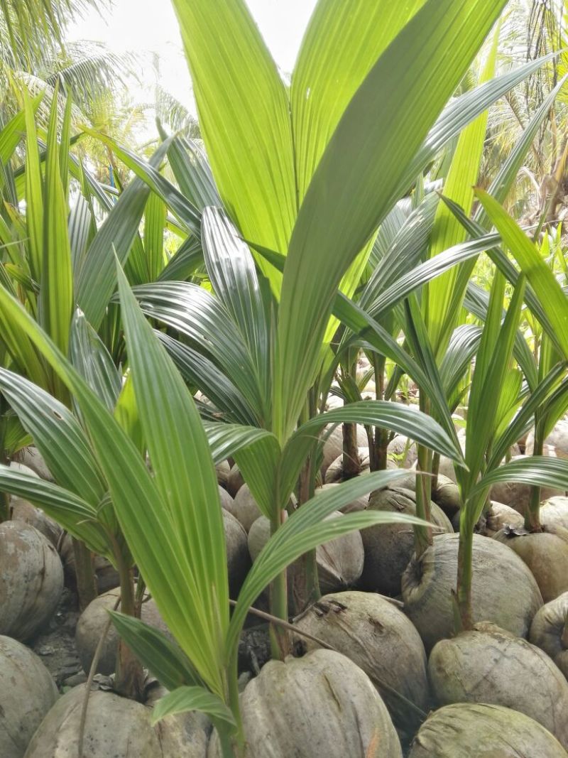 椰子树苗