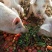 长阳民生原生态放养猪土猪肉