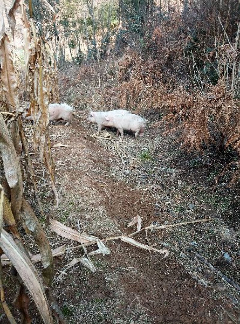 长阳民生原生态放养猪土猪肉