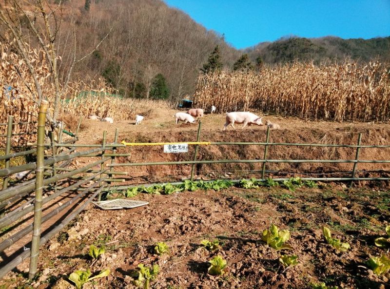 长阳民生原生态放养猪土猪肉