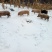 长阳民生原生态放养猪土猪肉