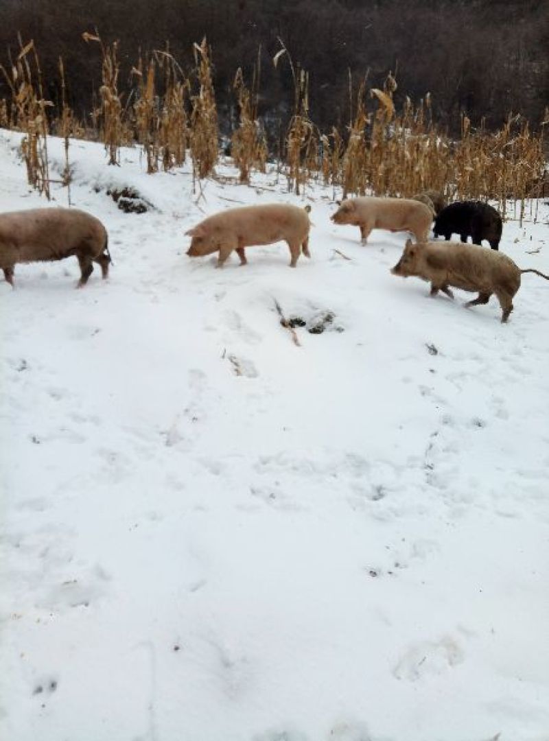 长阳民生原生态放养猪土猪肉
