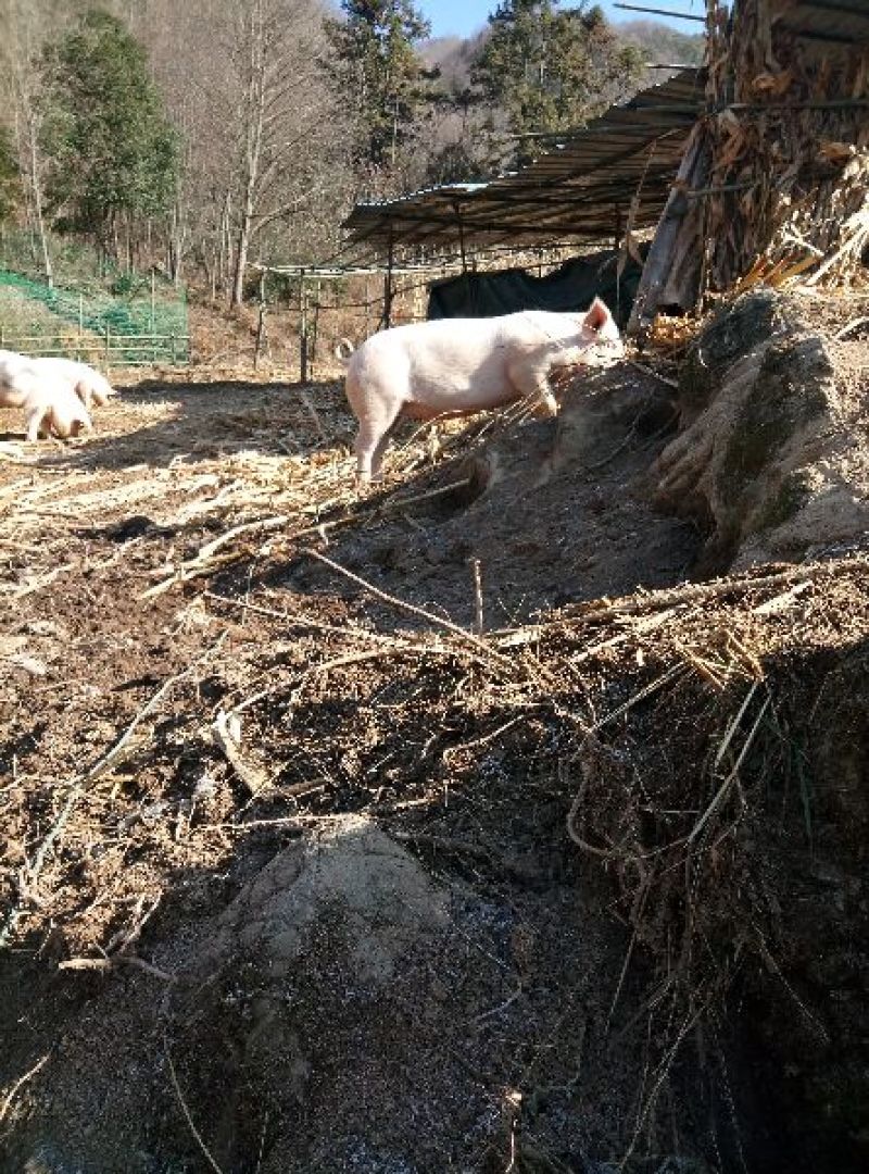 长阳民生原生态放养猪土猪肉