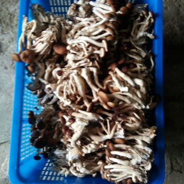 黄茶树菇8cm