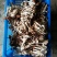 黄茶树菇8cm