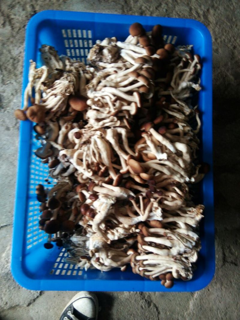 黄茶树菇8cm