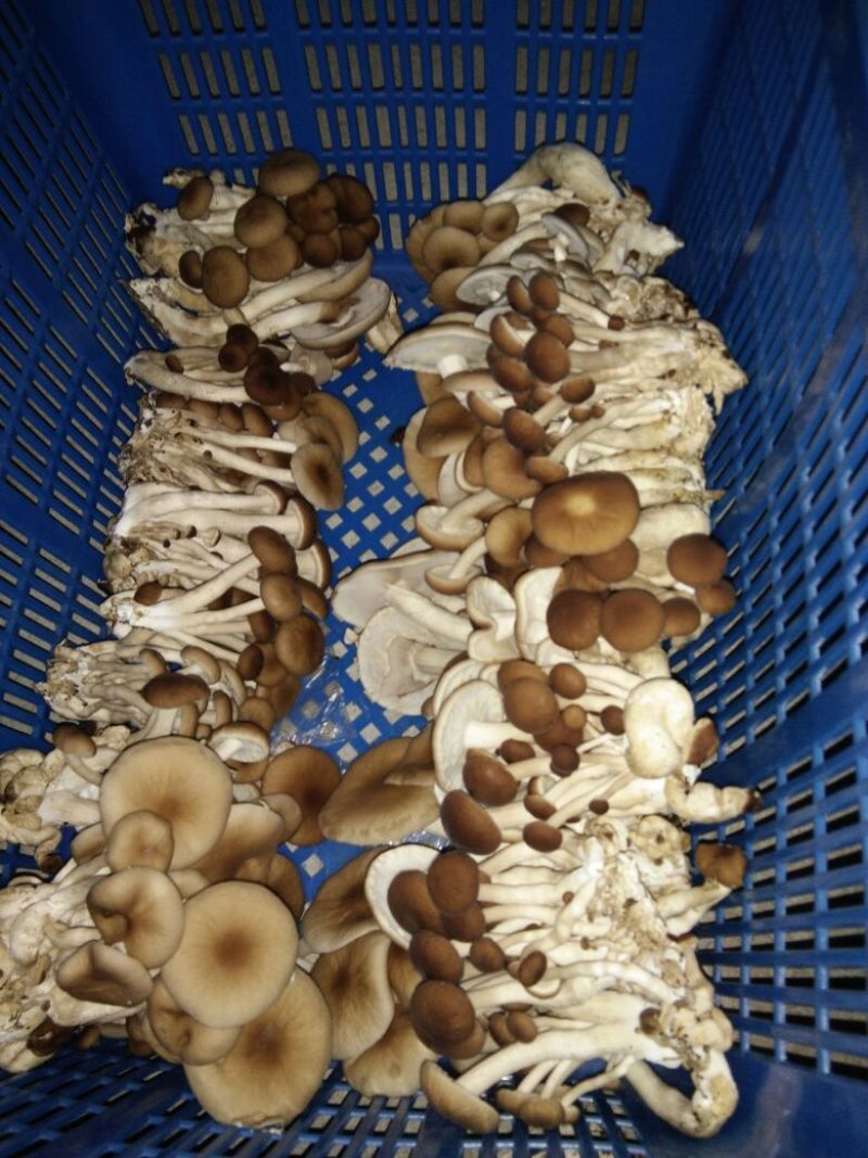 黄茶树菇8cm