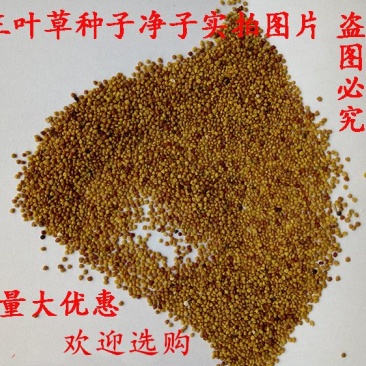 红三叶种子白三叶种子