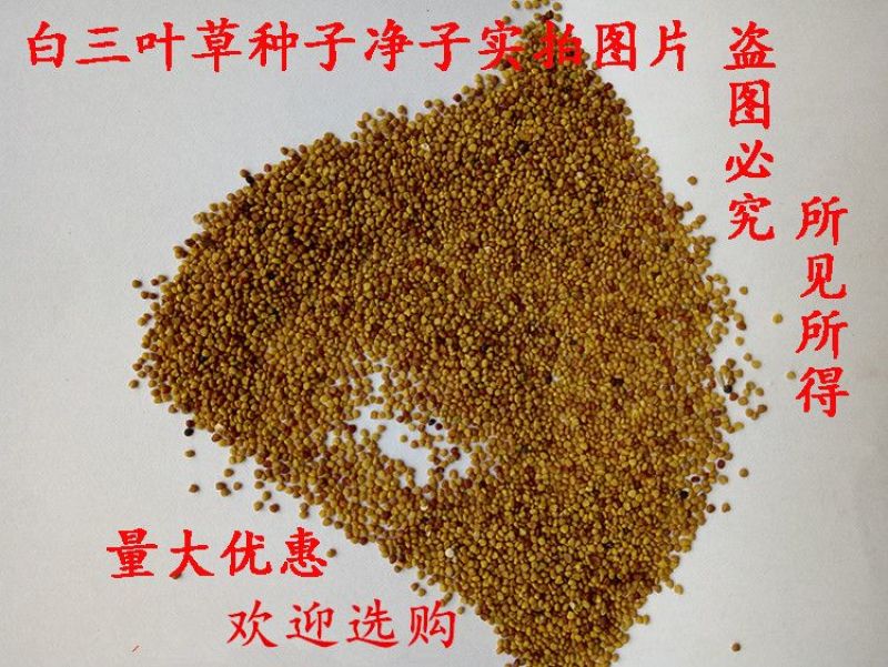 红三叶种子白三叶种子