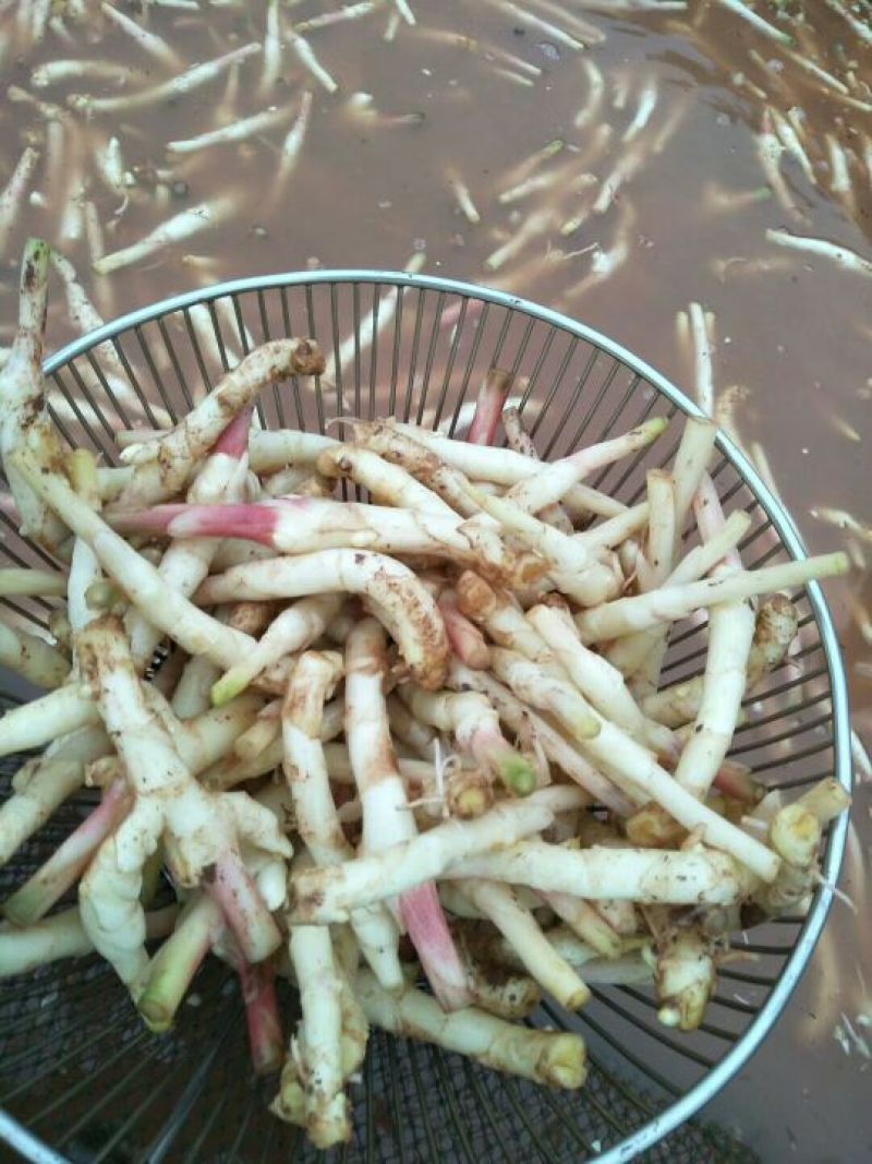 子姜新鲜仔姜