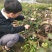红宝石芭乐苗