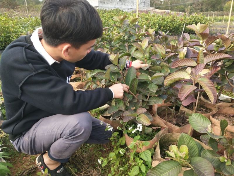 红宝石芭乐苗
