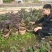 红宝石芭乐苗