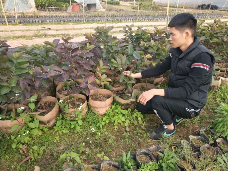 红宝石芭乐苗