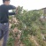红宝石芭乐苗
