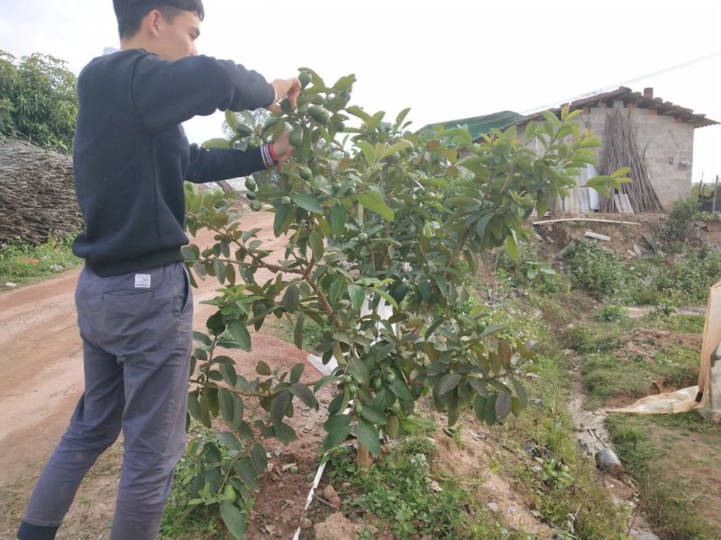 红宝石芭乐苗