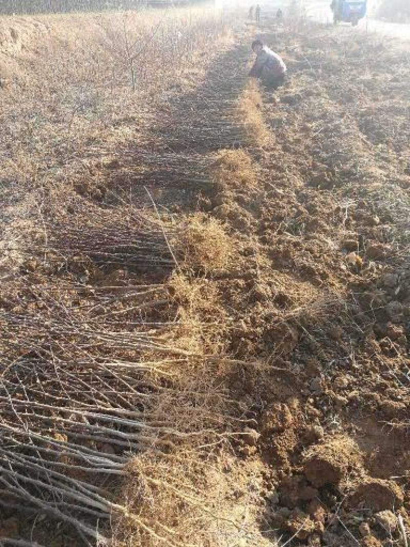 花椒苗大红袍花椒苗价格，量大價格優惠，量少支持走快遞
