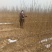 山西省運城樱桃树苗甜心樱桃苗基地,品种齐全