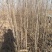 山西省運城樱桃树苗甜心樱桃苗基地,品种齐全