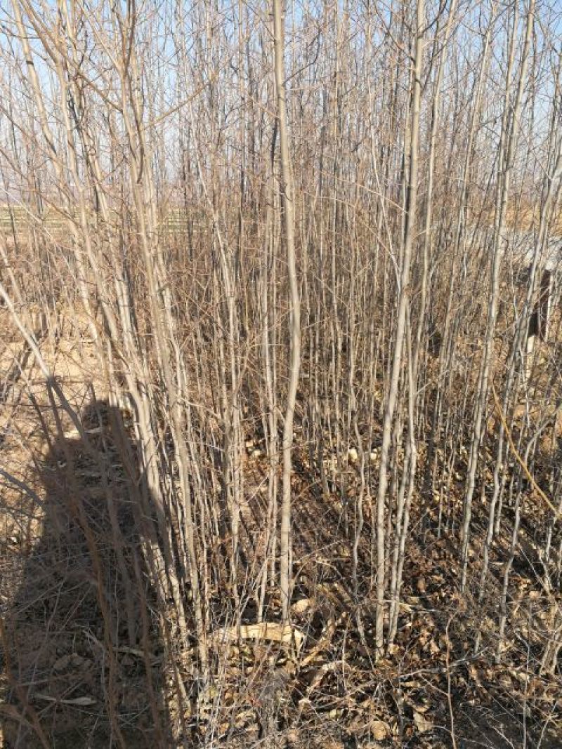山西省運城樱桃树苗甜心樱桃苗基地，品种齐全