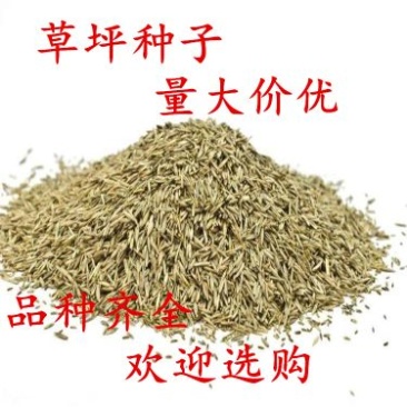 草坪种子98%以上