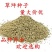 草坪种子98%以上