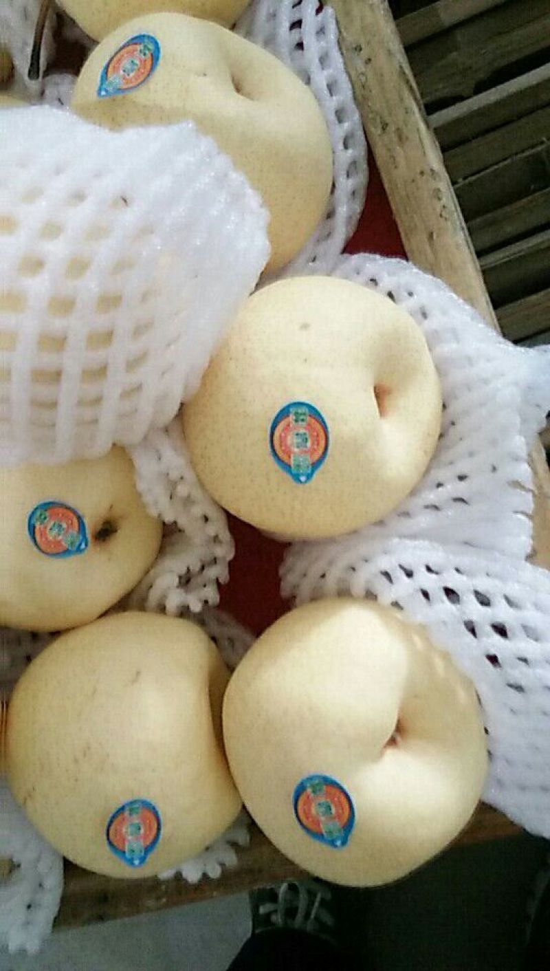 陕西蜜梨250~300g大量上市，产地直供，四季供应