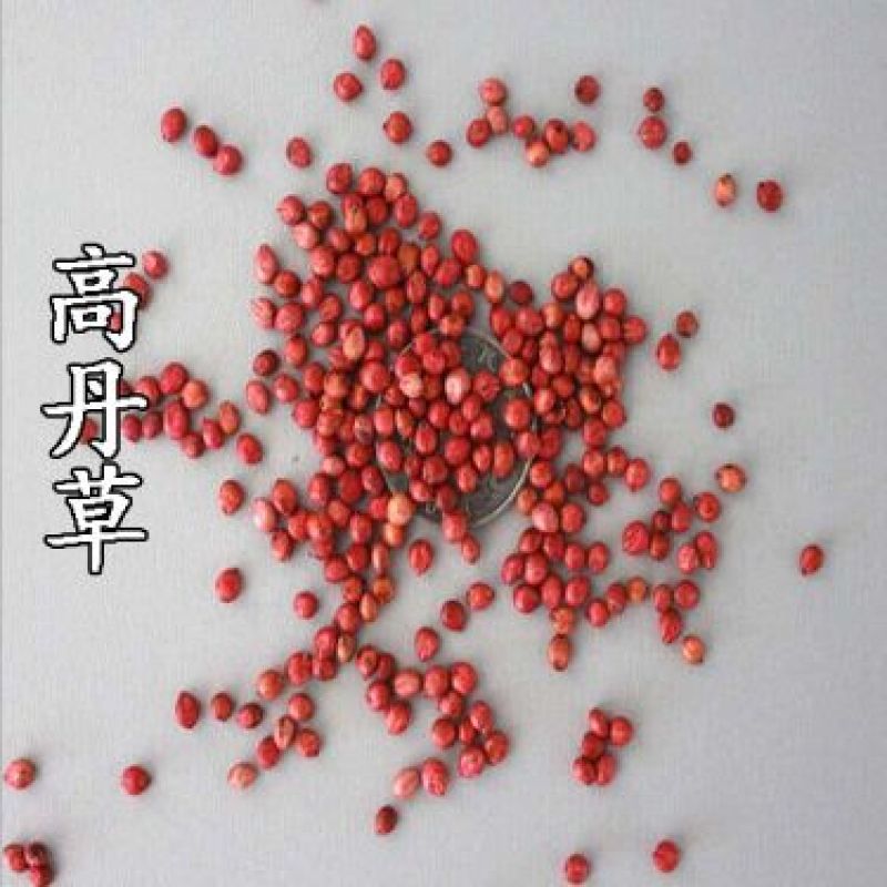 高丹草种子