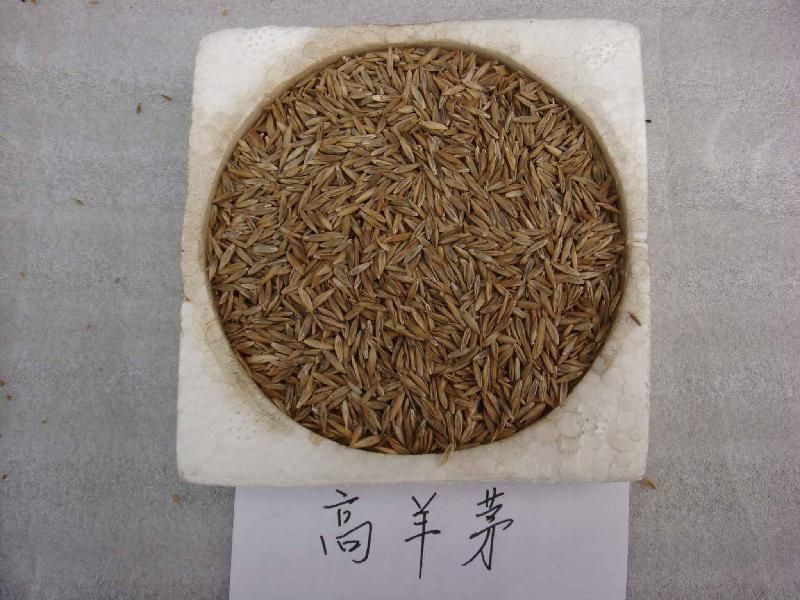 草坪种子98%以上