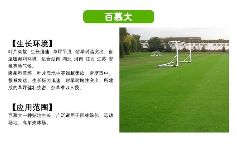 草坪种子98%以上