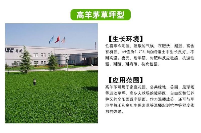 草坪种子98%以上
