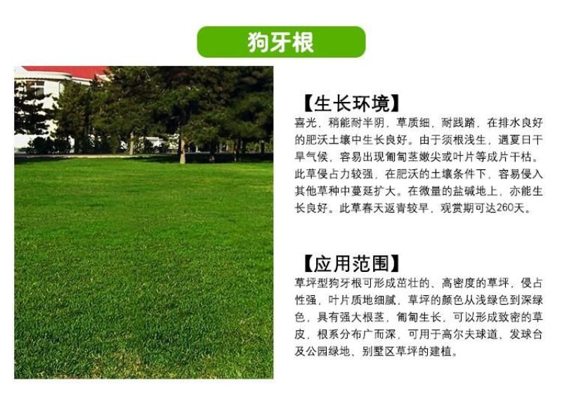 草坪种子98%以上