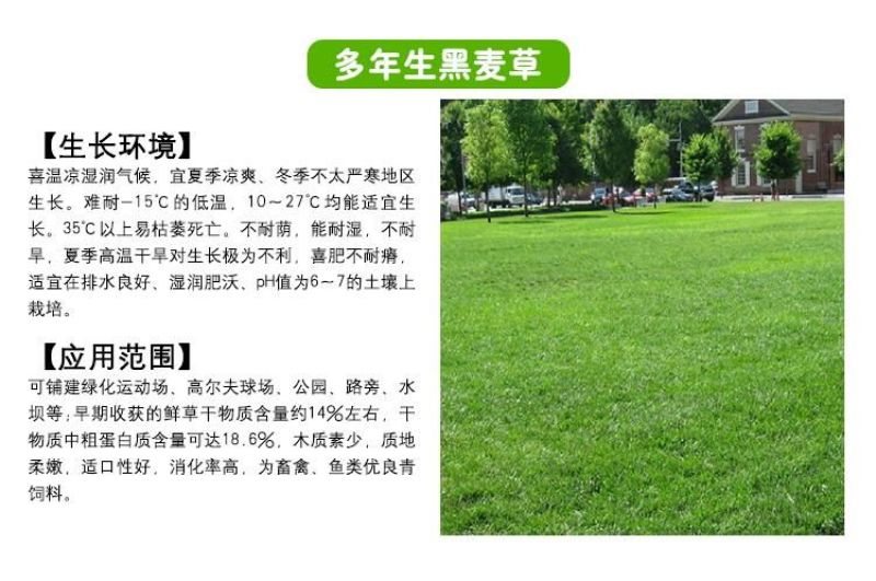 草坪种子98%以上