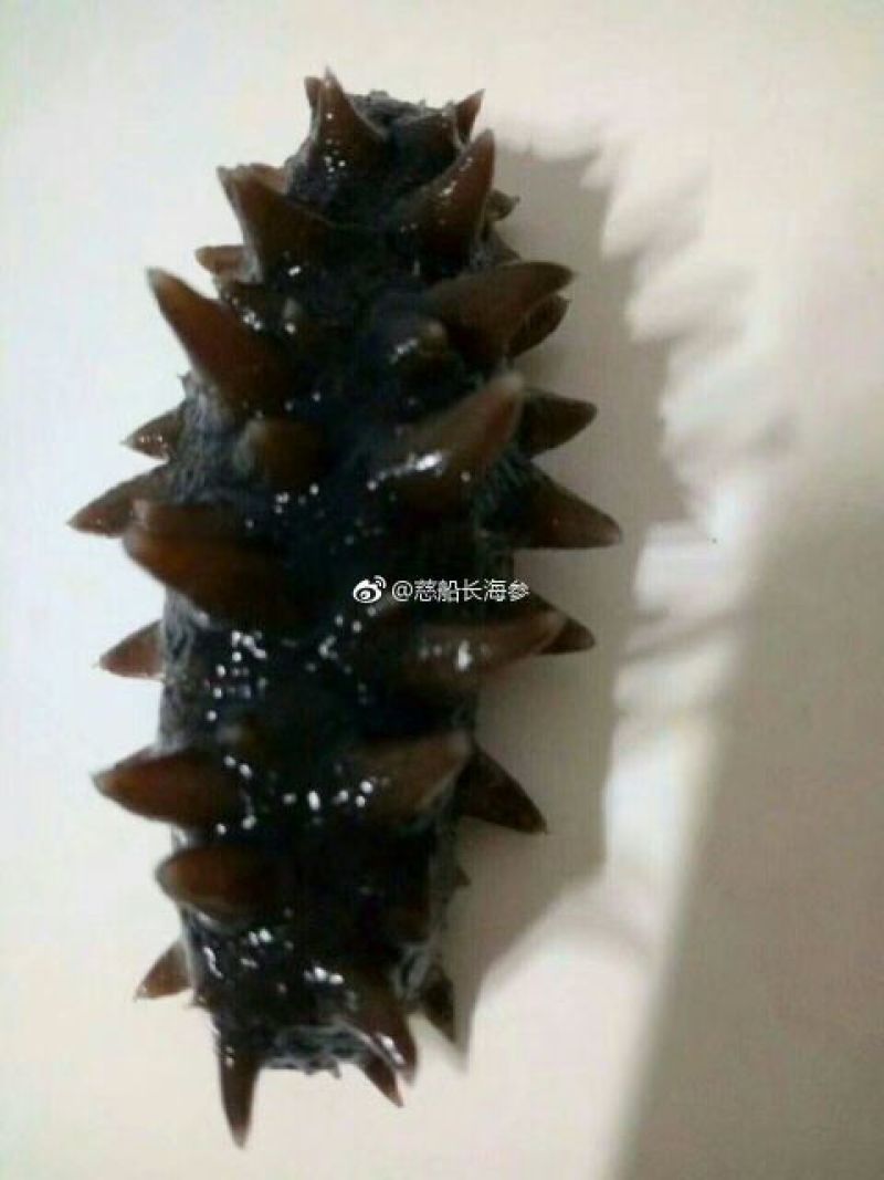 干海参