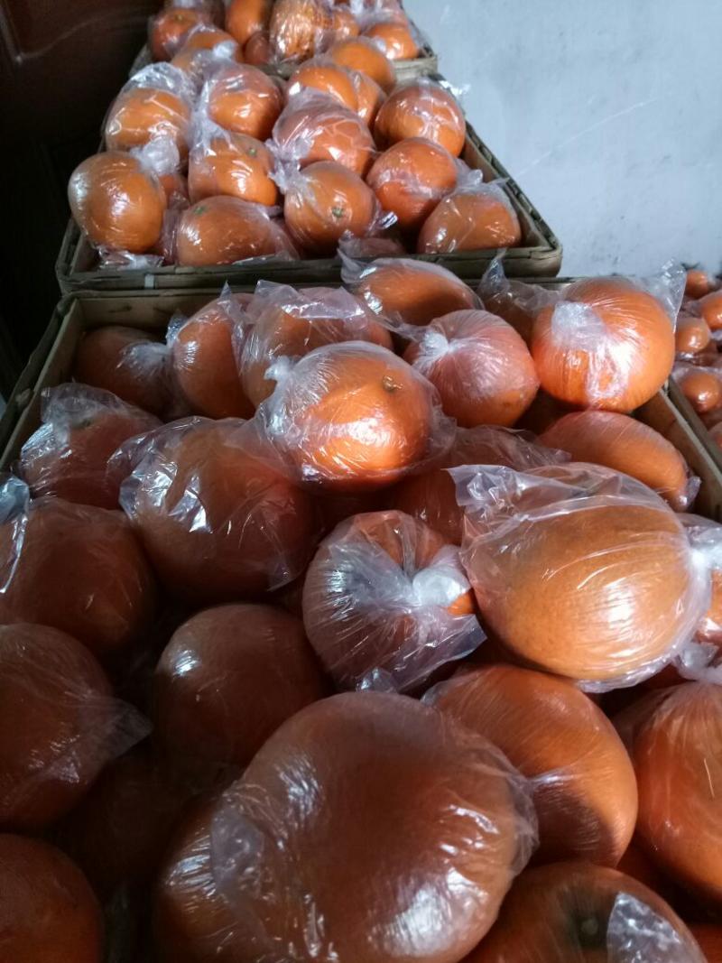 纽荷尔脐橙65起步，果子质量好大量有货，没有脱水