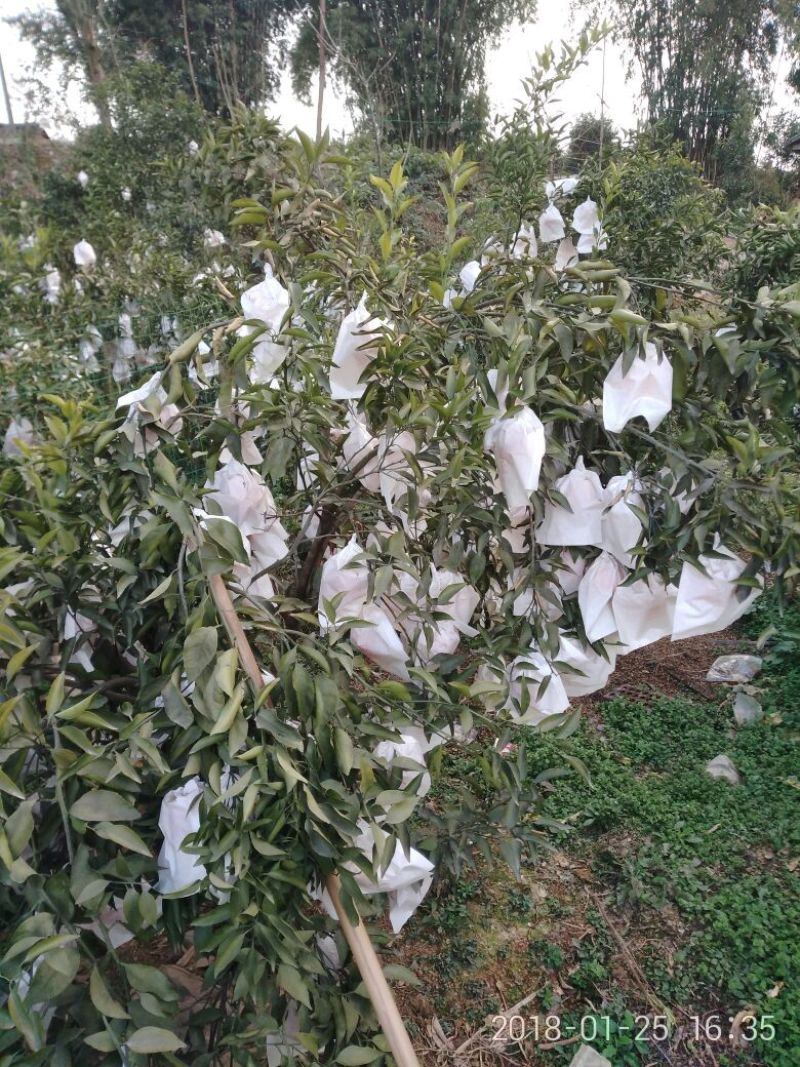 四川春见柑种植基地大量有货量大从优欢迎各位老板来电
