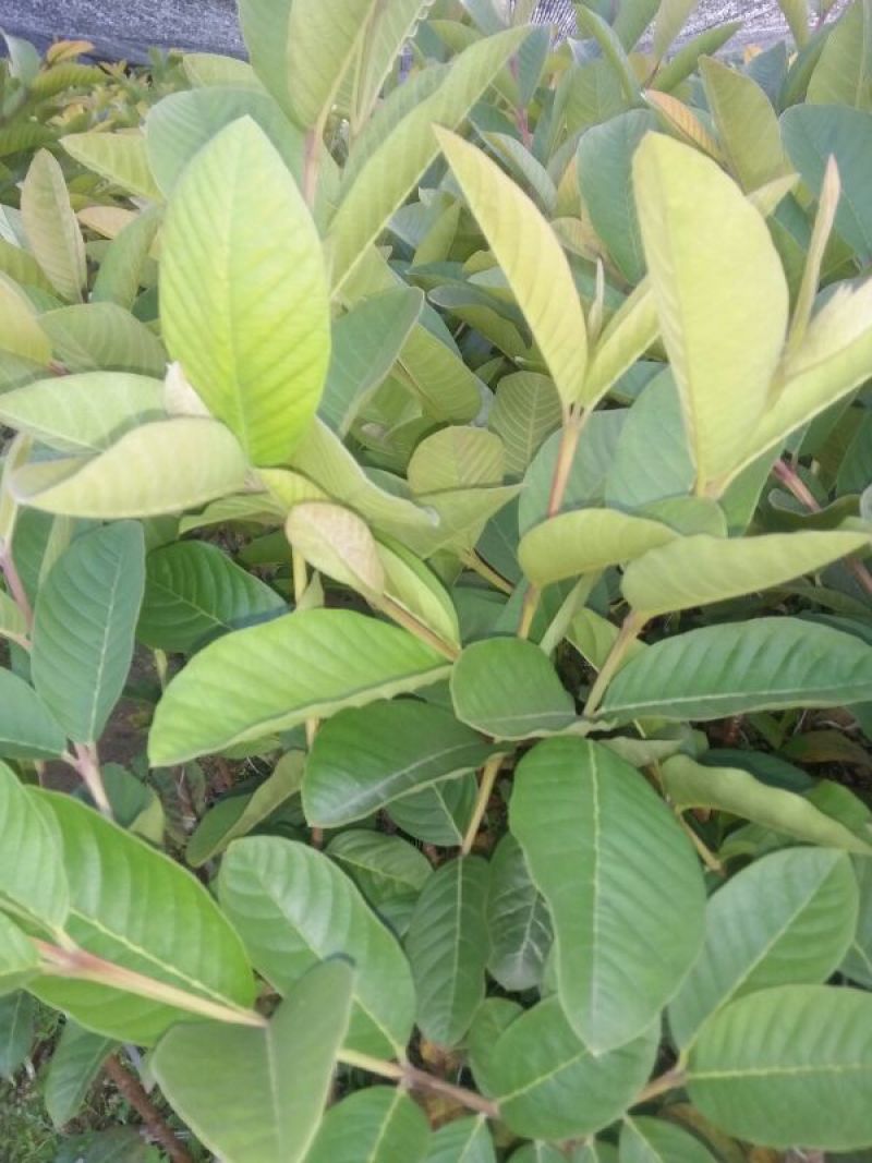 台湾珍珠番石榴苗30~50cm