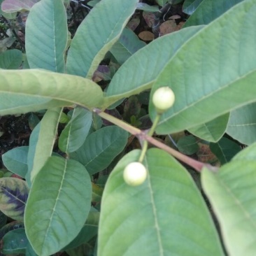 台湾珍珠番石榴苗30~50cm