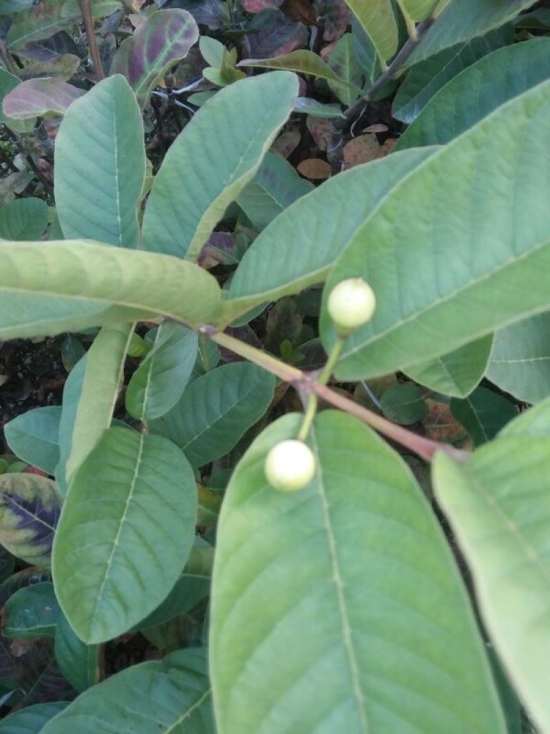 台湾珍珠番石榴苗30~50cm