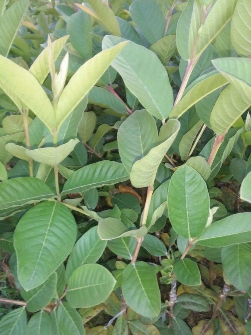 台湾珍珠番石榴苗30~50cm