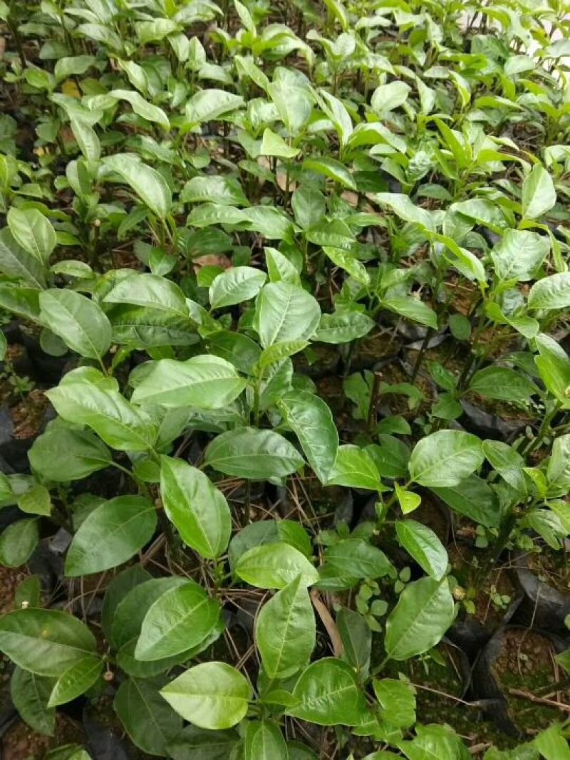 紫香1号百香果苗20~30cm