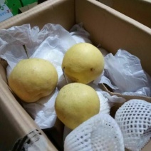 河北产地雪花梨长期大量有货超市电商零售