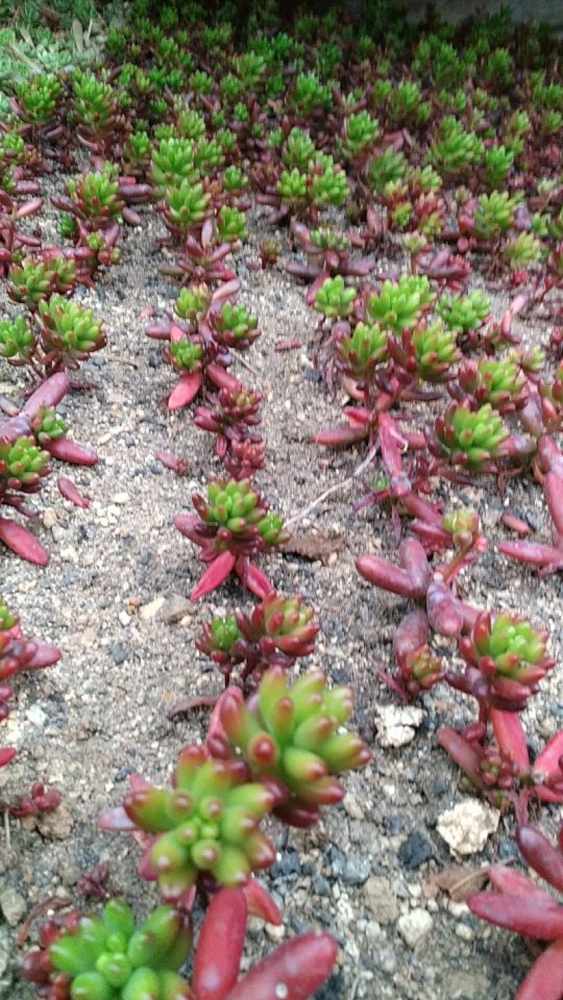 多肉植物多肉植物绿植