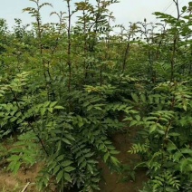 花椒苗50公分
